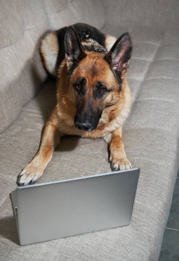 Alman kurdu gümüş dizüstü bilgisayarla kanepede yatar ve akıllı görünmeye çalışır. Büyüleyici bir işçi evinde uzanıyor ve işini yapıyor. Uzaktan çalışmada yaratıcı köpek çevrimiçi.