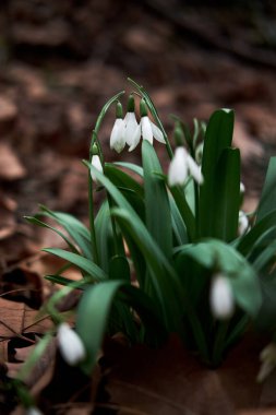 Ormanda beyaz kar damlaları yetişir. İlk ilkbahar çiçekleri kış uykusundan sonra yapraklarını ve yapraklarını gösterdi..