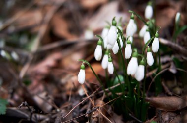 Ormanda beyaz kar damlaları yetişir. İlk ilkbahar çiçekleri kış uykusundan sonra yapraklarını ve yapraklarını gösterdi. Metin ve yumuşak bokeh için alanı olan yatay çiçek pankartı.
