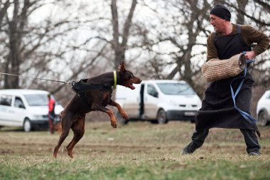 Russia, Krasnodar 31.01.2021 training of working dogs at the stadium. Dog Protection Service. Brown Doberman with cropped ears and tail is trying to grab canine sleeve with its powerful jaws.