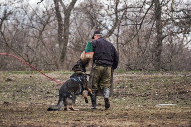 Russia, Krasnodar 31.01.2021 training of working dogs at the stadium. Protective sports with dog. Gray German Shepherd of working breeding bites canine sleeve with its powerful teeth.