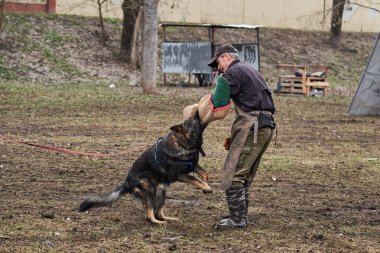 Russia, Krasnodar 31.01.2021 training of working dogs at the stadium. Protective sports with dog. Gray German Shepherd of working breeding bites canine sleeve with its powerful teeth.