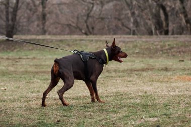 Kırpılmış kulakları ve kuyruğu olan genç ve güzel bir doberman koşum takımı ile tasmalı ve saldırmaya hazırlanıyor. Hizmet köpeklerinin korunması için eğitim.