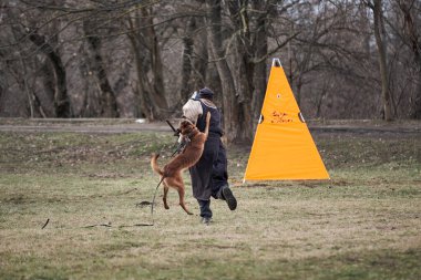 Russia, Krasnodar 31.01.2021 training of working dogs at the stadium. Working malinois on attack. Belgian shepherd Malinois trains in protective sport and bites sleeve of dog handler.
