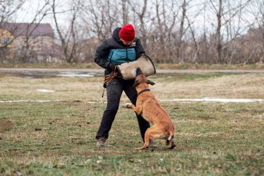 Russia, Krasnodar 31.01.2021 training of working dogs at the stadium. Working malinois on attack. Belgian shepherd Malinois trains in protective sport and bites sleeve of dog handler.