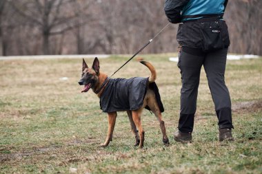 Russia, Krasnodar 31.01.2021 training of working dogs at the stadium. Working malinois. Belgian shepherd Malinois trains in walking nearby and carefully looks at owner.