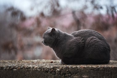 İngiliz türüne benzeyen güzel gri kedi sokakta tek başına oturuyor. Terk edilmiş hayvan doğada yalnız zaman geçirir ve üzülür..