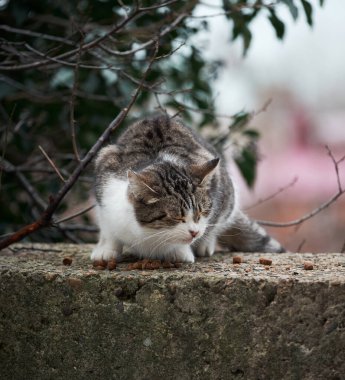 Göğsünde beyaz leke olan çizgili sokak kedisi kuru yiyecekler yiyor. Terk edilmiş hayvan sokakta yaşıyor ve yiyecek arıyor. Yalnız kedi yavrusu.