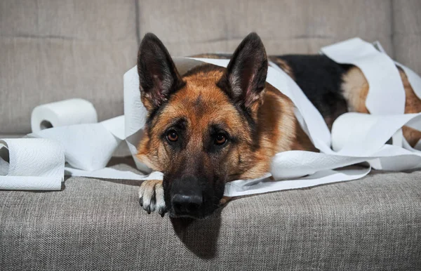 Alman çoban köpeği tuvalet kağıdına sarılı gri koltukta yatıyor. Köpek evde yalnız bırakıldığında biraz şımardı ve birkaç rulo tuvalet kağıdı yedi. Hüzünlü gözlerle büyüleyici suçlu hayvan.