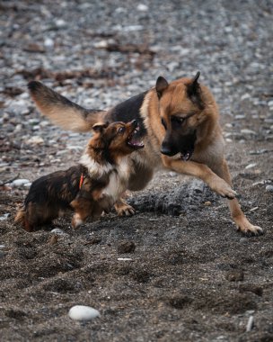 İki köpek sahilde oynuyor. Siyah ve kırmızı Alman çoban köpeği ve kahverengi ve beyaz tüylü küçük melez deniz kıyısında koşuştururken eğleniyorlar. En iyi arkadaşlar.