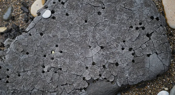 There are many small and large holes in heavy dark gray stone that fell from the cliff. Unusual gray stone with holes close up. Interesting geological find, mineral on the Black Sea coast.