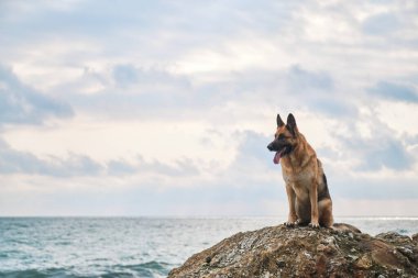 Üremenin siyah ve kırmızı renginde Alman çoban köpeği mavi denizin ve bulutlu gökyüzünün arka planında büyük bir taşın üzerinde oturur. Güzel köpek dik oturur, poz verir, doğada dolaşır..
