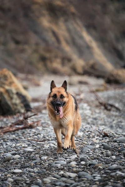 German Shepherd black and red color runs on pebbly beach and enjoys life with his tongue hanging out. Walk with dog near the ocean, active games and jogging.