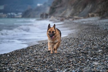 Mutlu köpek dili dışarıda hızlı koşar. Alman çoban köpeği siyah ve kırmızı renkleri çakıllı deniz sahillerinde koşuyor ve hayatın tadını çıkarıyor. Okyanusa yakın temiz havada köpekle aktif yürüyüş..