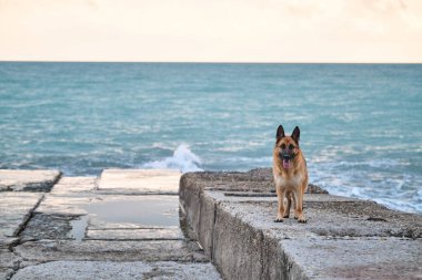 Alman çoban köpeği mavi denize karşı beton iskelede duruyor ve poz veriyor. Doğada akıllı uysal safkan köpeğe sahip minimalist bir arka plan ve metin veya reklam için bir sürü boş alan.