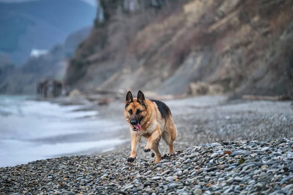 Happy dog runs fast with his tongue hanging out. German Shepherd black and red color runs on pebbly beach of sea and enjoys life. Active walk with dog in fresh air near the ocean.