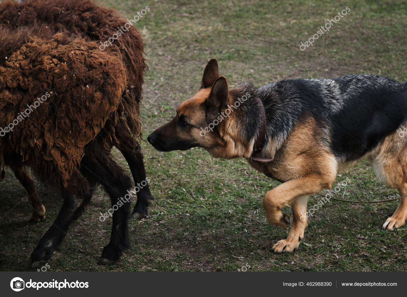 What Is The Herding Instinct In Dogs