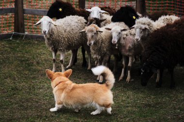 Galli Corgi Pembroke kırmızı beyaz renk ve uzun kuyruklu otlayan koyun. Çobanlık içgüdüsü olan köpekler için spor standardı. Güzel ve zeki bir çoban köpeği..