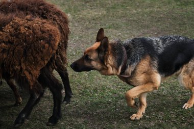 Koyun güden Alman çoban köpeği. Çobanlık içgüdüsü olan köpekler için spor standardı. Güzel ve zeki yetişkin bir siyah ve kırmızı çoban köpeği.