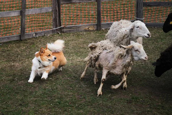 Welsh Corgi Pembroke Red White Color Long Tail Grazing Sheep — Stock Photo, Image