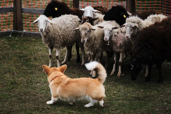 Galli Corgi Pembroke kırmızı beyaz renk ve uzun kuyruklu otlayan koyun. Çobanlık içgüdüsü olan köpekler için spor standardı. Güzel ve zeki bir çoban köpeği..