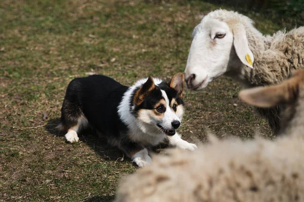 Pembroke Black Tricolor Welsh Corgi Puppy Cropped Tail Grazes Sheep — Stock Photo, Image