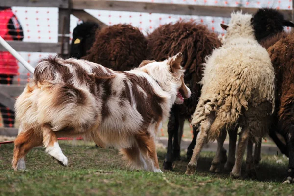 Avustralya çoban köpeği koyun güder. Çobanlık içgüdüsü olan köpekler için spor standardı. Güzel ve akıllı yetişkin kızıl Avustralyalı çiftlikte.