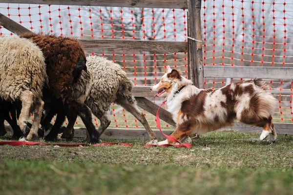 Avustralya çoban köpeği koyun güder. Çobanlık içgüdüsü olan köpekler için spor standardı. Güzel ve akıllı yetişkin kızıl Avustralyalı çiftlikte.