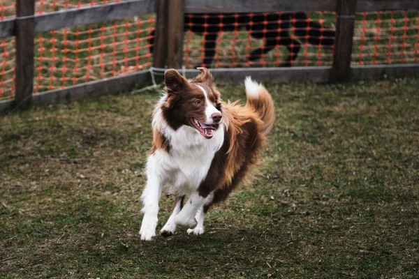 Brown border collie at herding service training runs around happy under the law with its tongue hanging out. Fluffy brown and white border collie. English shepherd dog is smartest in the world.