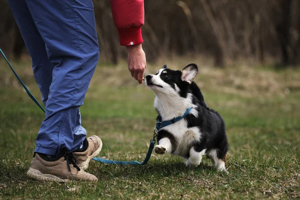 Bir kadın bir mantar yavrusunu eğitir ve ona lezzetli bir ziyafet verir. Temiz havada köpek eğitimi. Galli Corgi Pembroke sahibi ile yürüyüşe çıktı.