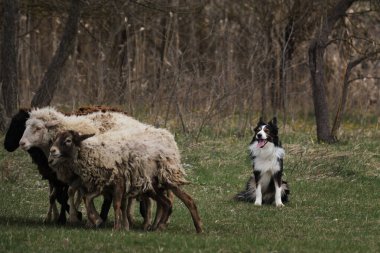Bir çoban köpeği oturur ve taze yeşil çimen yiyen koyun sürüsüne bakar. Sığır otlatma sporu. Çiftlikte çoban köpeği otlatan siyah üç renkli bir sınır. İngiliz akıllı çoban köpeği cinsi.