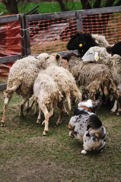 Een Mooie Intelligente Kleine Herdershond Welsh Corgi Vest Blauwe Merle — Stockfoto