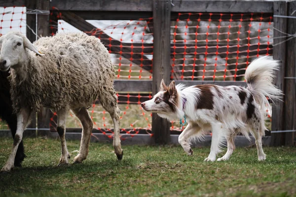 Red Merle Pluizige Border Collie Leert Een Kudde Schapen Hoeden — Stockfoto