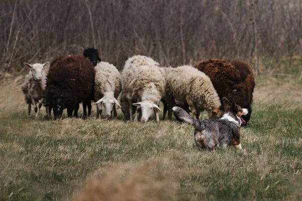 Een Mooie Intelligente Kleine Herdershond Welsh Corgi Vest Blauwe Merle — Stockfoto