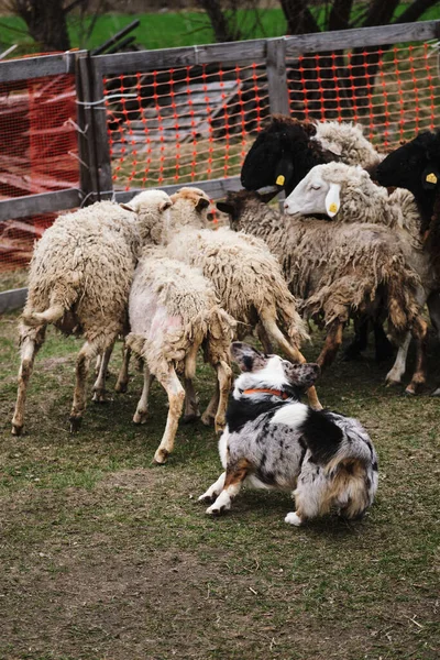 Een Mooie Intelligente Kleine Herdershond Welsh Corgi Vest Blauwe Merle — Stockfoto