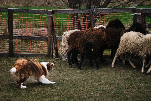 Brauner Und Weißer Flauschiger Border Collie Lernt Eine Schafherde Einem — Stockfoto