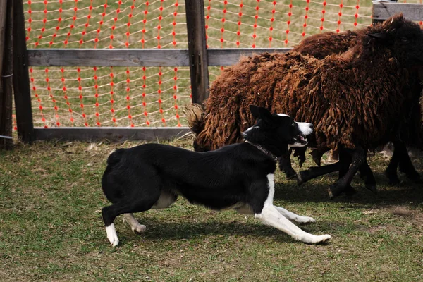 Czarne Białe Gładkie Owłosione Collie Graniczne Uczy Się Stado Owiec — Zdjęcie stockowe