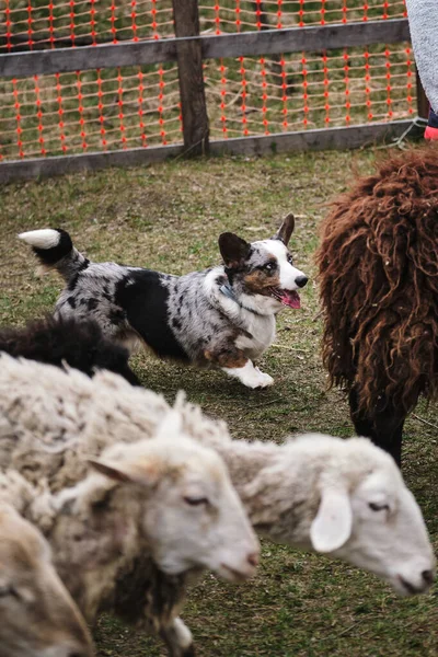 Een Mooie Intelligente Kleine Herdershond Welsh Corgi Vest Blauwe Merle — Stockfoto