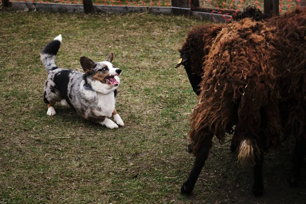 Krásný Inteligentní Malý Pastýřský Pes Welsh Corgi Svetr Modrý Merle — Stock fotografie