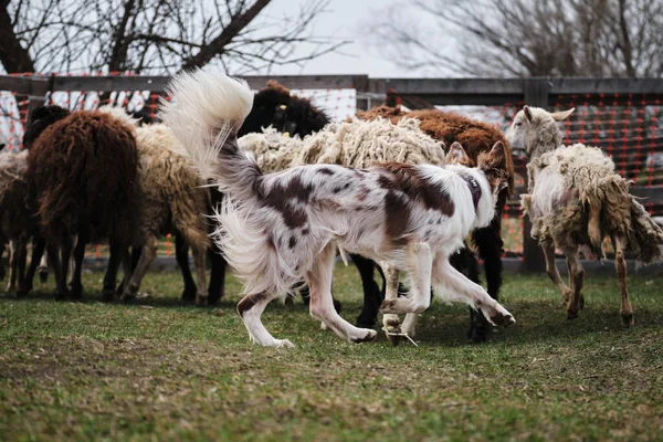 赤いメルルふわふわの境界線のコリーは ペンで羊の群れを飼育することを学びます 本能を保持する存在下の犬のためのスポーツの標準 世界で最も賢い品種 — ストック写真