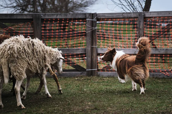 Bruin Witte Pluizige Border Collie Leert Een Kudde Schapen Een — Stockfoto