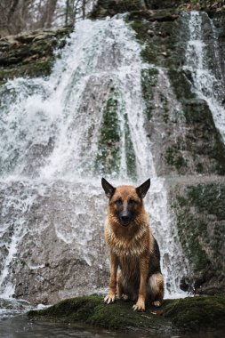 Alman çoban köpeği siyah ve kırmızı rengi şelalenin yanında oturur ve güzel poz verir. Köpekle birlikte fırtınalı dağ nehri vadisi boyunca ulusal parkta yürüyün..
