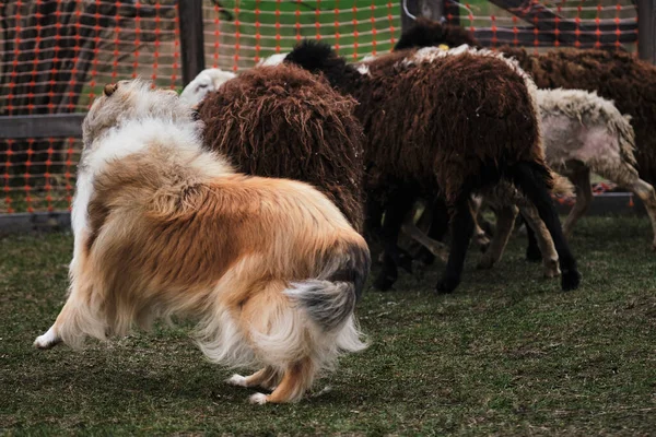 Een Langharige Collie Van Een Rode Kleur Met Een Chique — Stockfoto