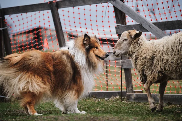 Schotse Herder Collie Ontmoet Een Schaap Een Langharige Collie Van — Stockfoto