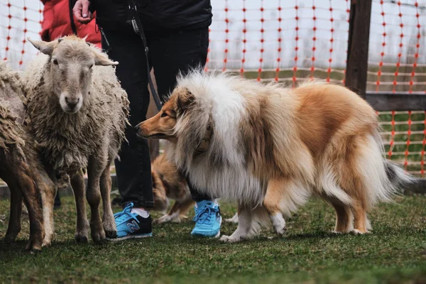 Een Langharige Collie Van Een Rode Kleur Met Een Chique — Stockfoto