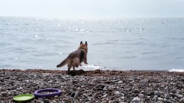 Perro Juega Playa Pastor Alemán Salta Mar Disfruta Una Vida — Vídeo de stock