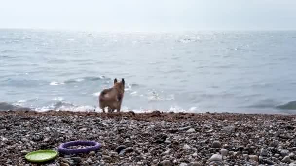 Perro Juega Playa Pastor Alemán Salta Mar Disfruta Una Vida — Vídeo de stock