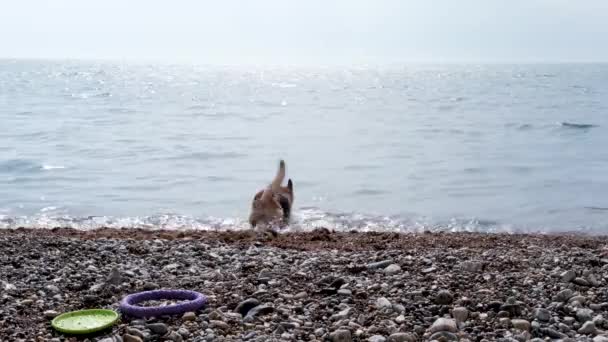 Dog Speelt Het Strand Duitse Herder Springt Zee Geniet Van — Stockvideo