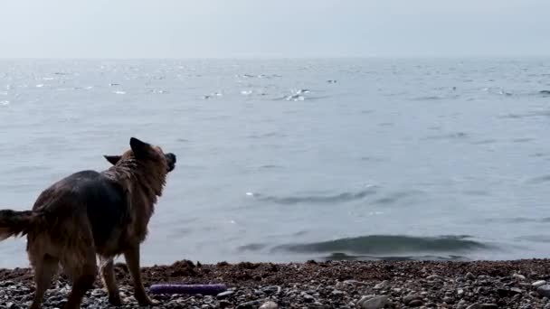 Kumsaldaki Köpek Alman Çoban Köpeği Denizde Yüzdükten Sonra Suyu Sallar — Stok video