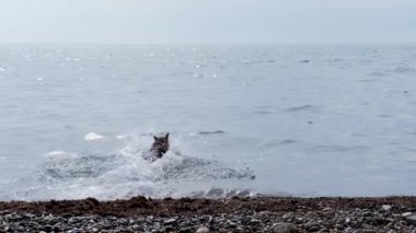 Köpek kumsalda oynuyor. Alman çoban köpeği bir oyuncağın peşinden denize atlıyor ve aktif hayatın ve güneşli havanın tadını çıkarıyor. Yavaş çekim 4k video.